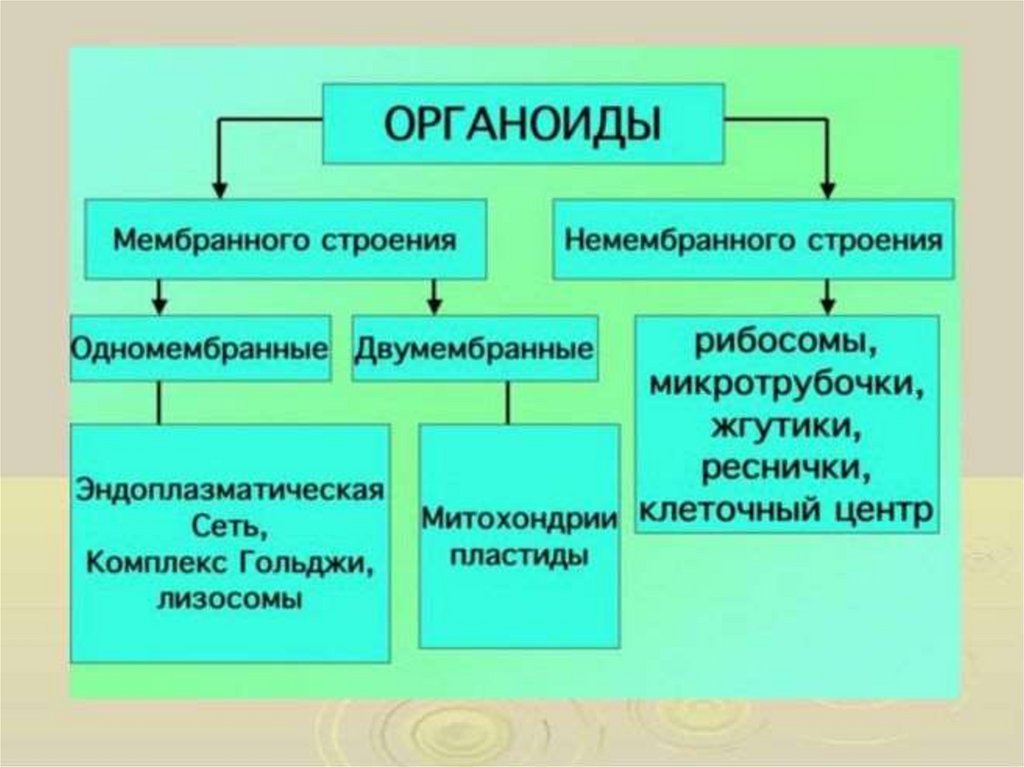 Презентация мембранные органоиды клетки