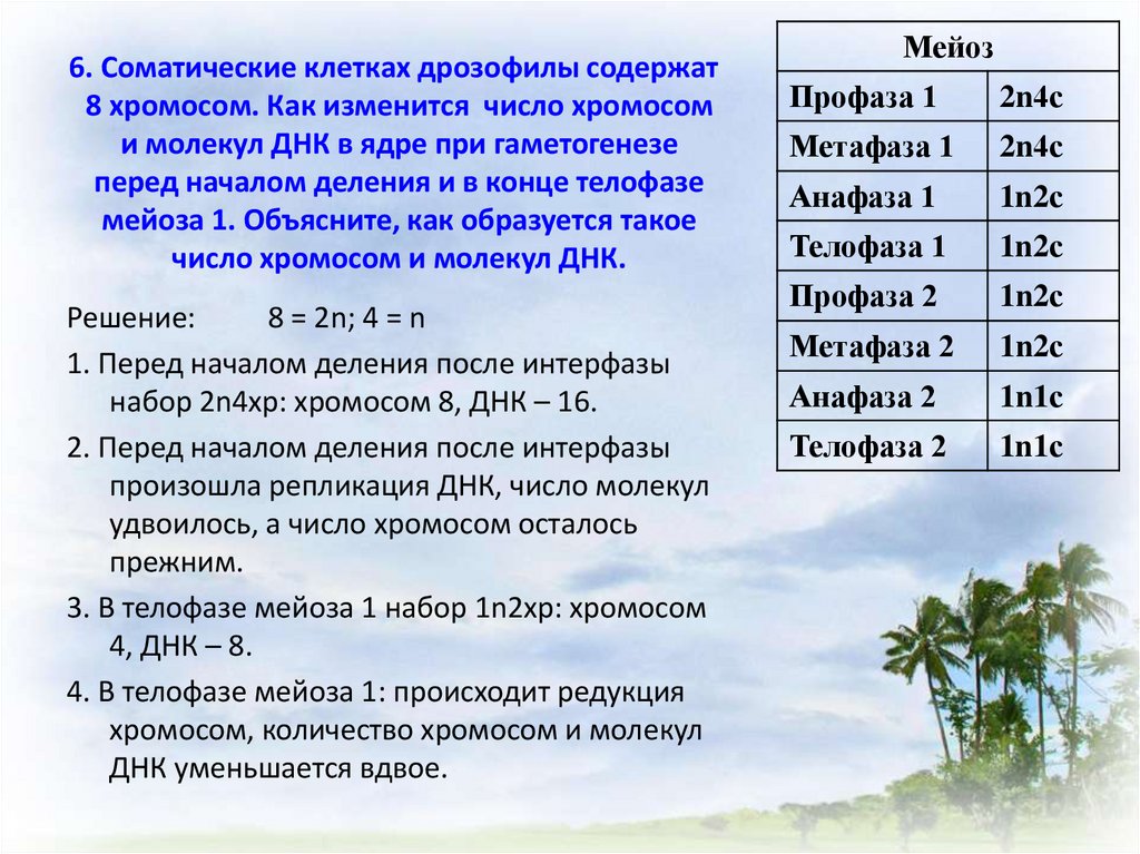 Какое число хромосом. Соматические клетки дрозофилы содержат 8 хромосом. В соматических клетках дрозофилы содержится 8 хромосом. Количество хромосом и молекул ДНК. Как определить хромосомный набор и число молекул ДНК.