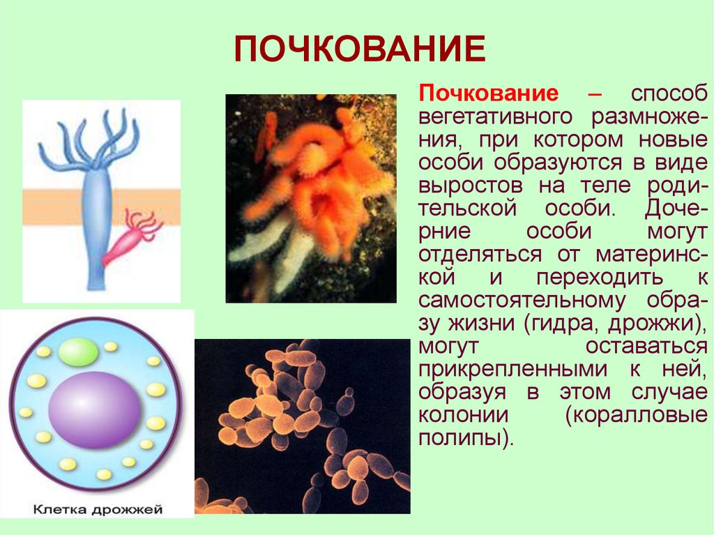 Формы размножения организмов презентация