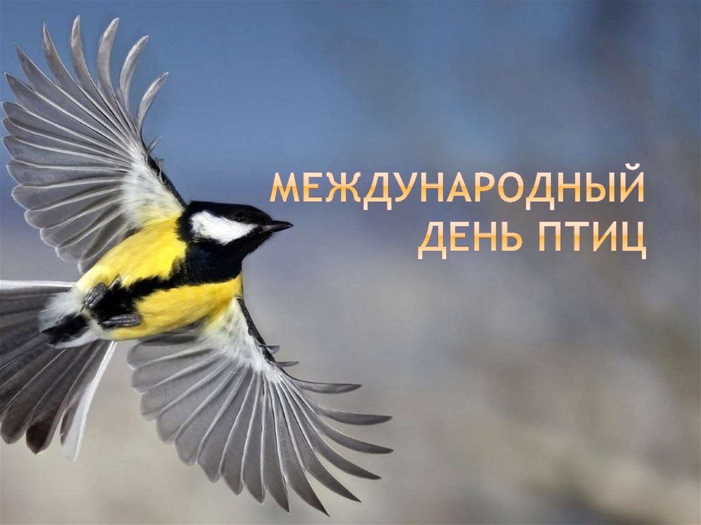 Международный день птиц - online presentation