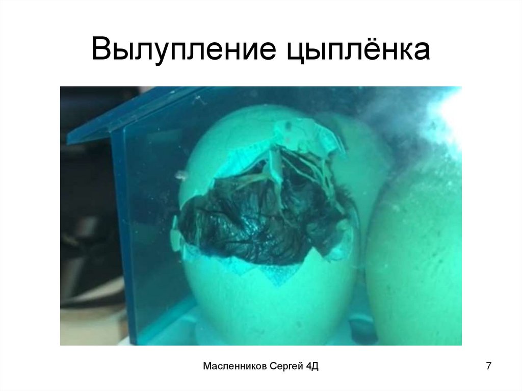 Вылупление цыплёнка