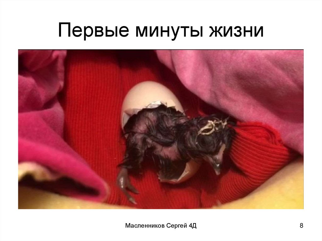 Первые минуты жизни