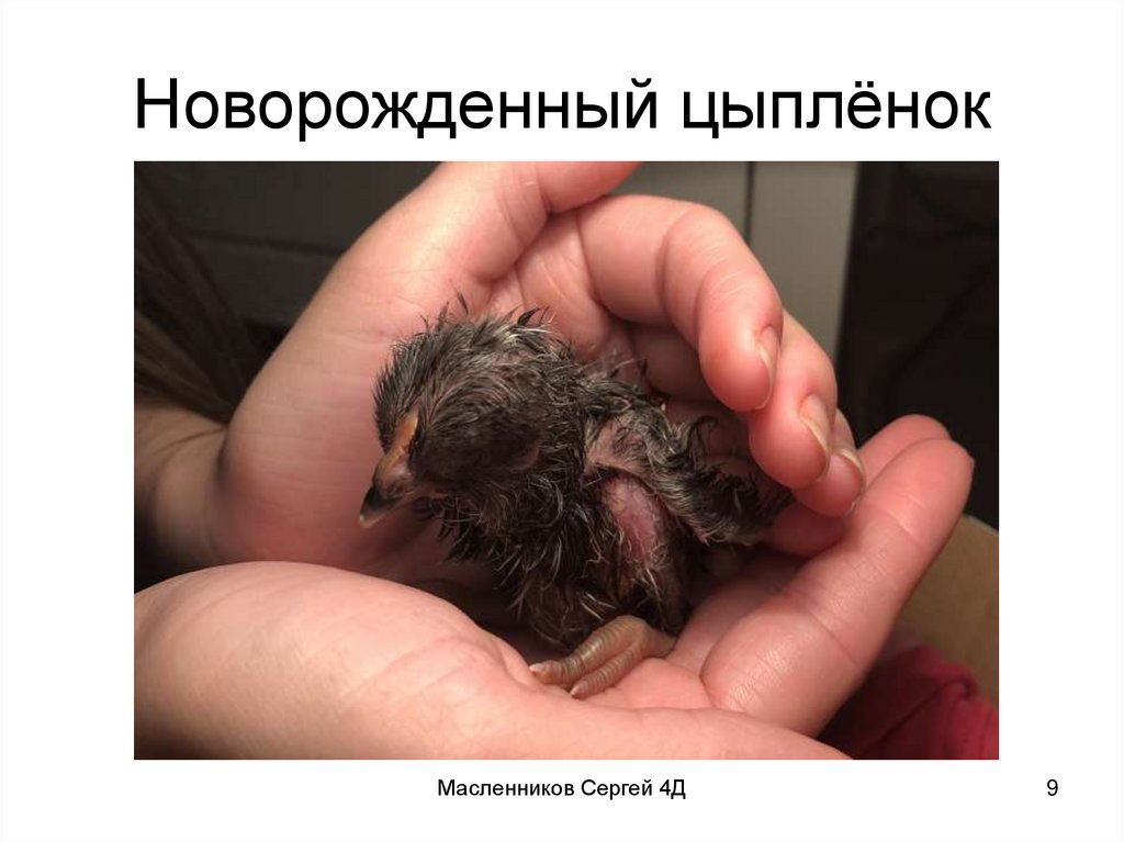 Новорожденный цыплёнок