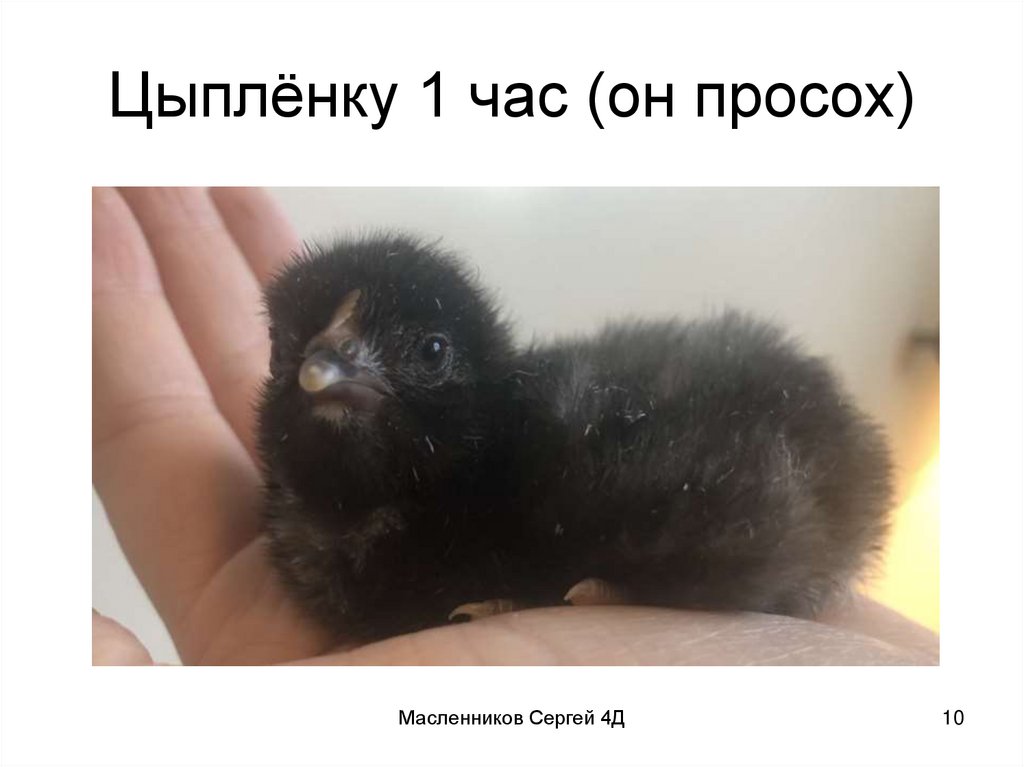 Цыплёнку 1 час (он просох)