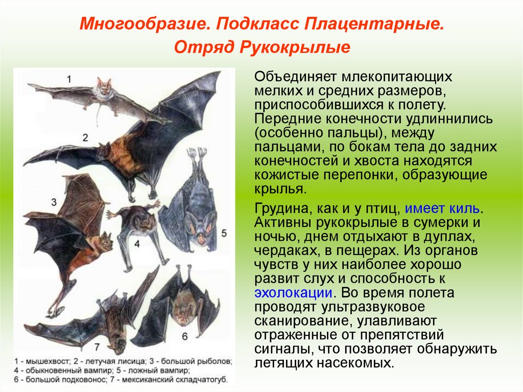 Рукокрылые млекопитающие примеры. Рукокрылые животные характеристика. Отряд Насекомоядные рукокрылые. Представители рукокрылых 7 класс. Многообразие отряда рукокрылых.