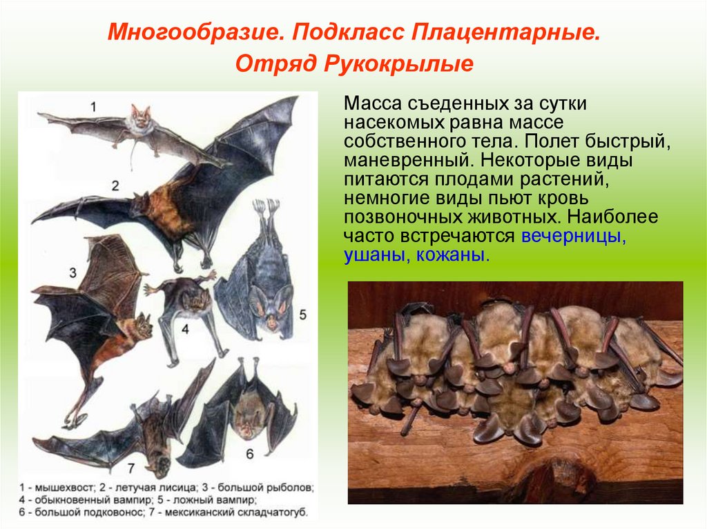 Плацентарные млекопитающие презентация