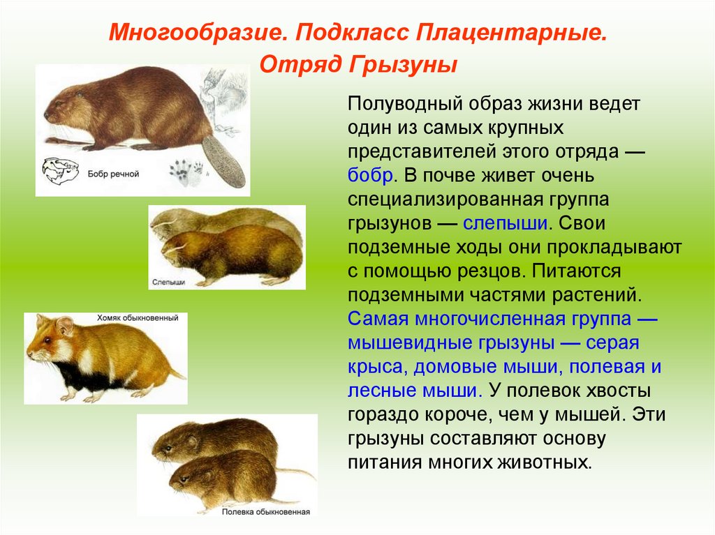 Биология 7 класс презентация млекопитающие грызуны