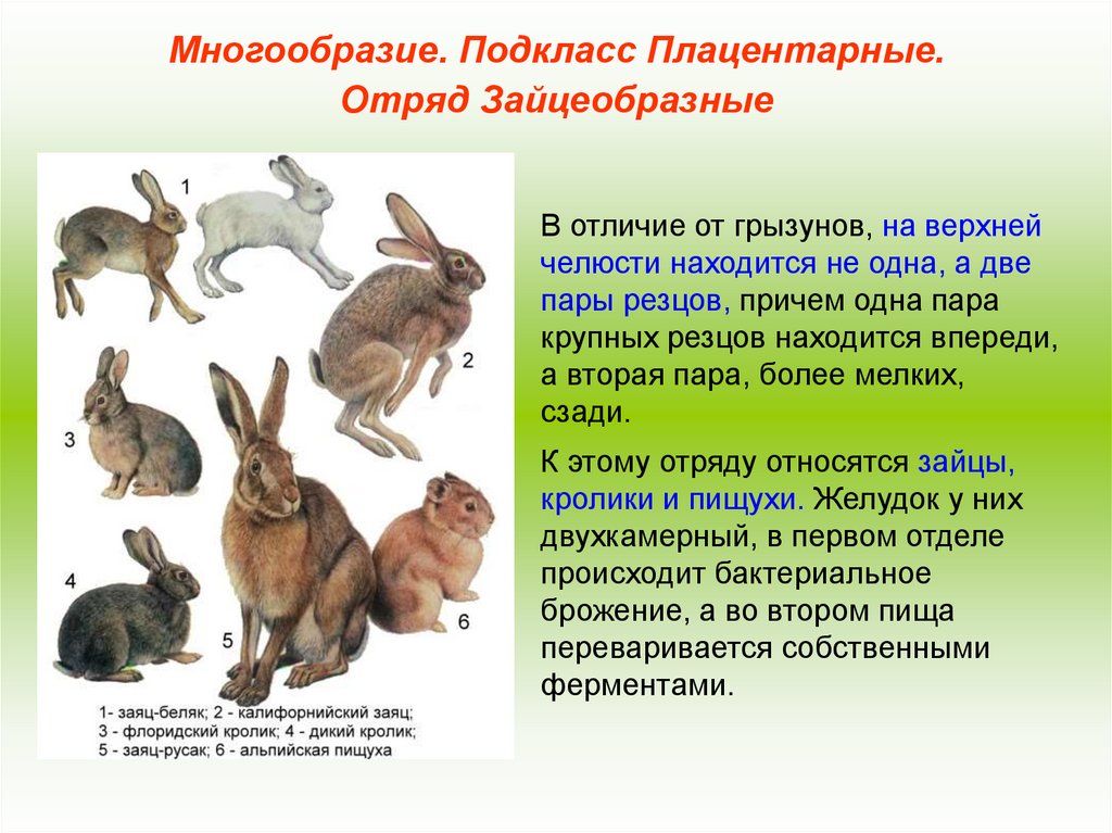 Представители отряда. Характеристика отряда зайцеобразные. Отряд Грызуны и зайцеобразные таблица. Зубные системы млекопитающих зайцеобразные. Характерные черты отряда зайцеобразные.