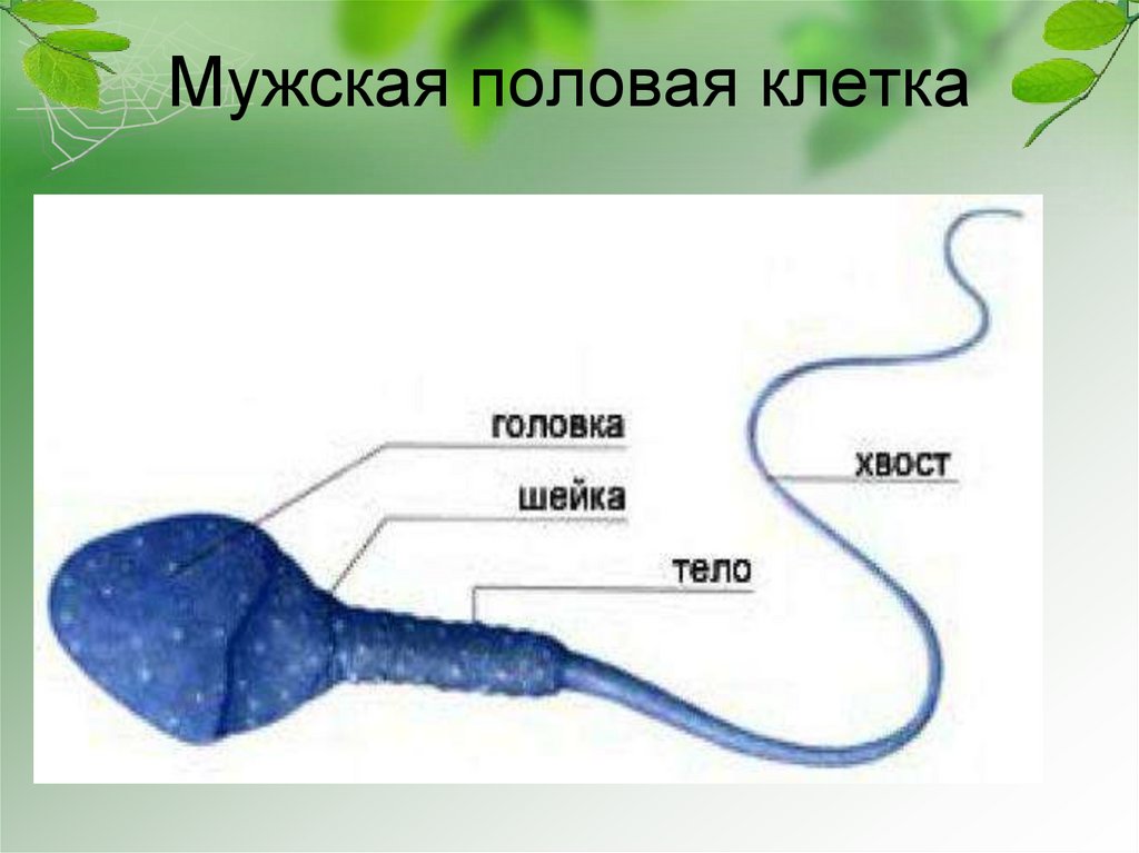 Как называется женская половая клетка