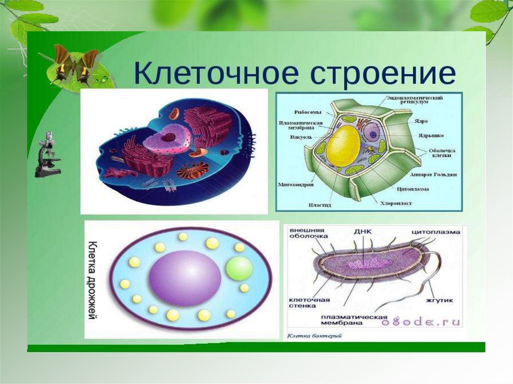 Клетка структурная единица