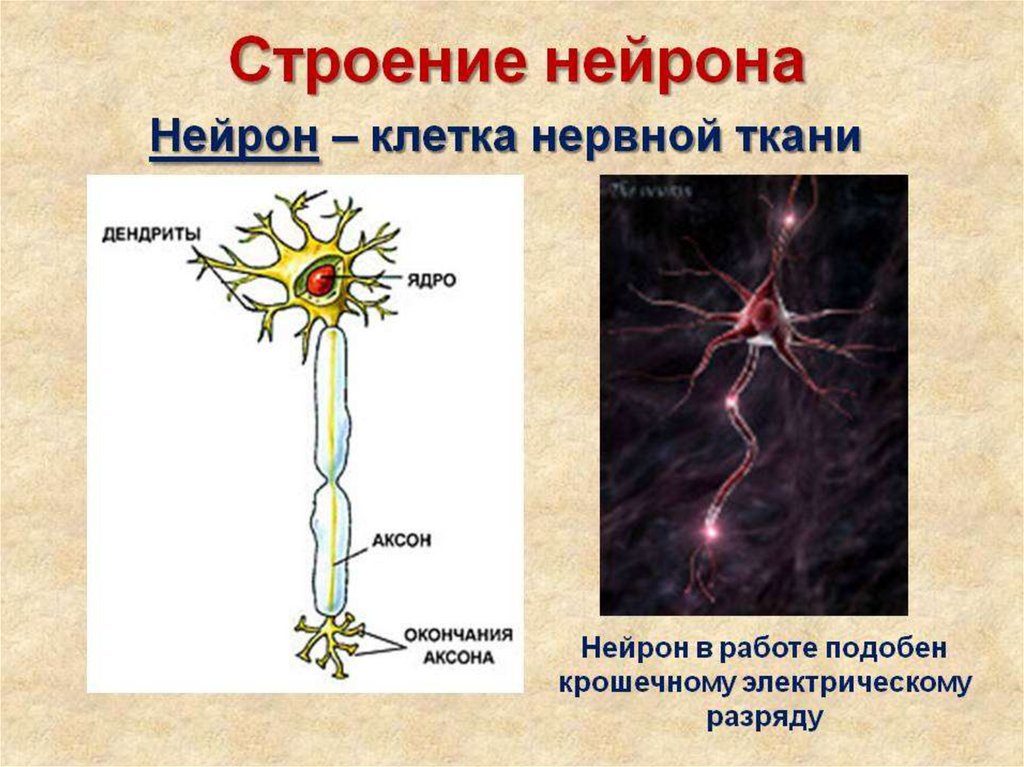 Название нервной клетки. Нервная система строение нейрона. Строение нейрона биология 9 класс. Строение клетки нейрона. Строение нервной клетки.