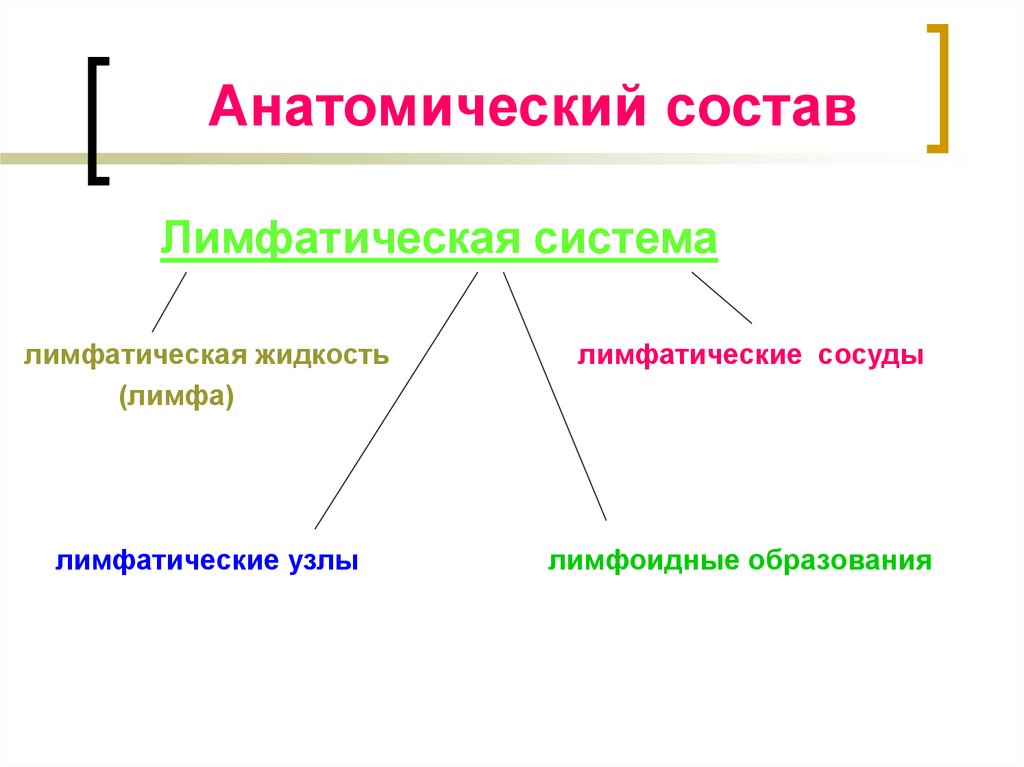 Состав анатомии