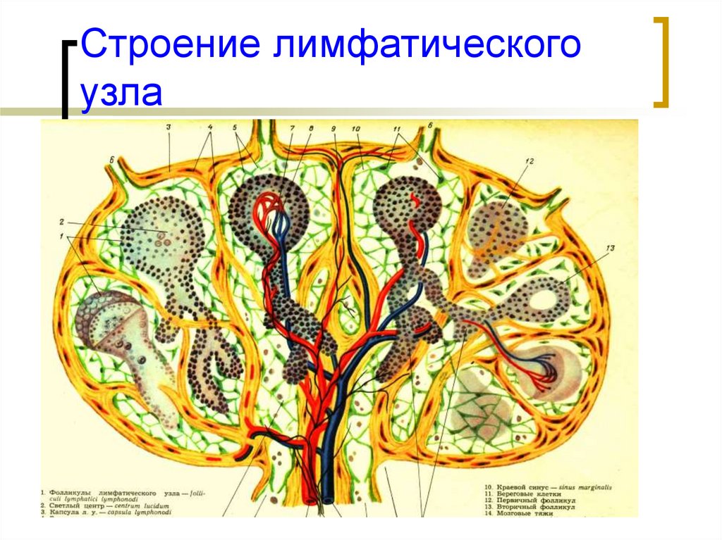 Изучите строение лимфатического узла сделайте обозначение к рисунку