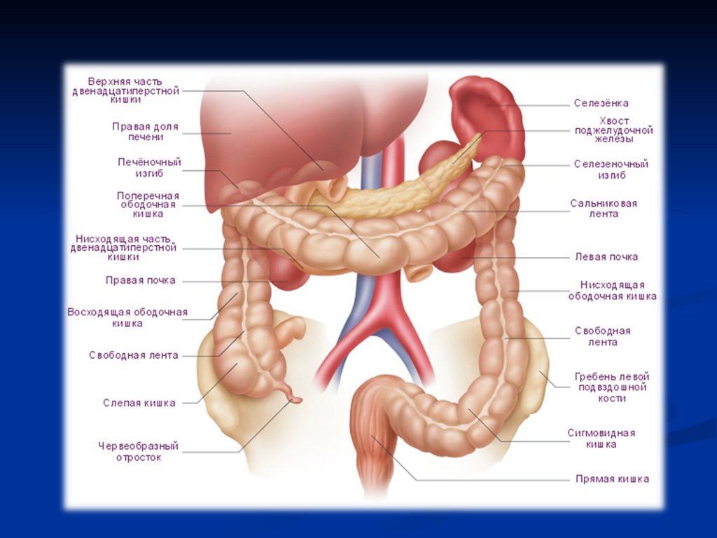 Толстая кишка человека особенности. Толстый кишечник анатомия отделы. Отделы толстой кишки анатомия человека. Толстый кишечник отделы схема. Строение Толстого кишечника человека анатомия.