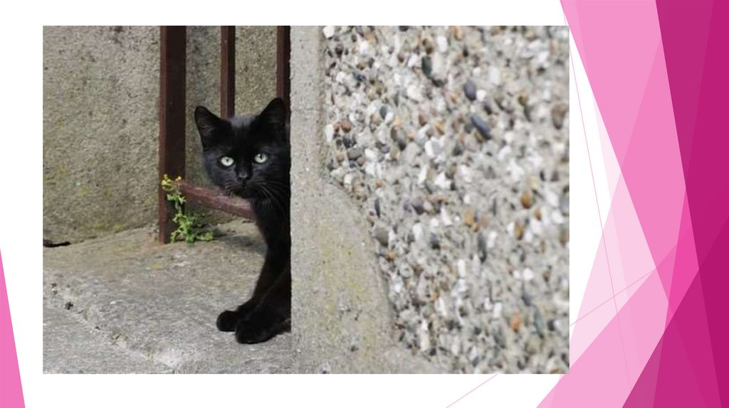 Песня выглянуло кошка. Черный кот за углом. Черный кот выглядывает из за угла. Кот из за угла. Черная кошка выглядывает.
