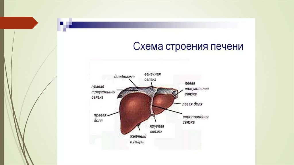 Презентация строение