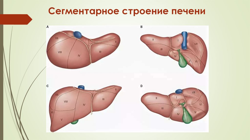 Строение печени картинка