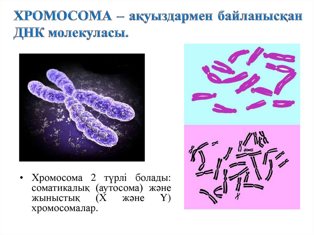 Аутосома. Парные хромосомы называются