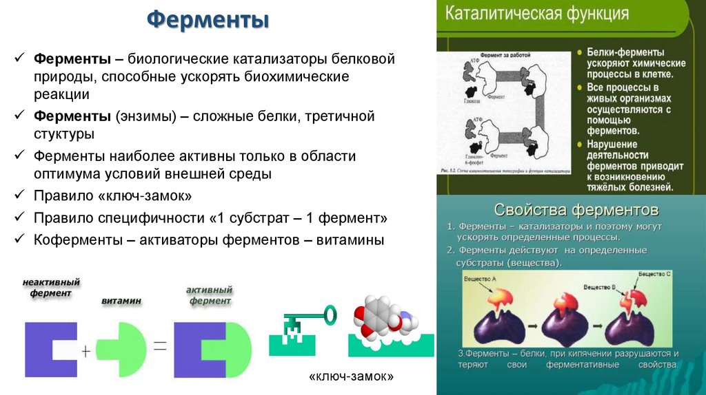 Биологические катализаторы белковой природы называются