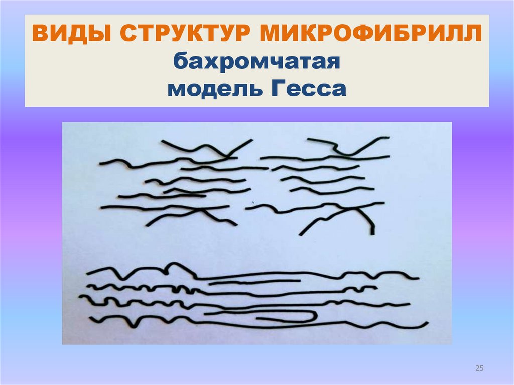 ВИДЫ СТРУКТУР МИКРОФИБРИЛЛ бахромчатая модель Гесса