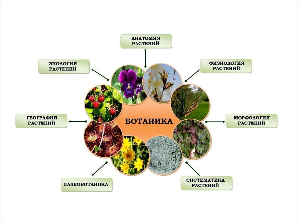 Проект ботаника тг. Растения ботаника. Ботаника разделы биологии. Ботаника наука о растениях. Ботаника изучает растения.