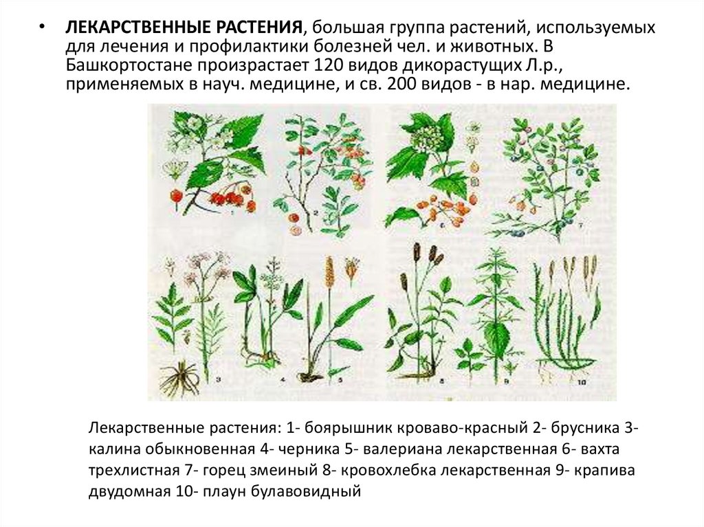 Подготовка к егэ по ботанике презентация