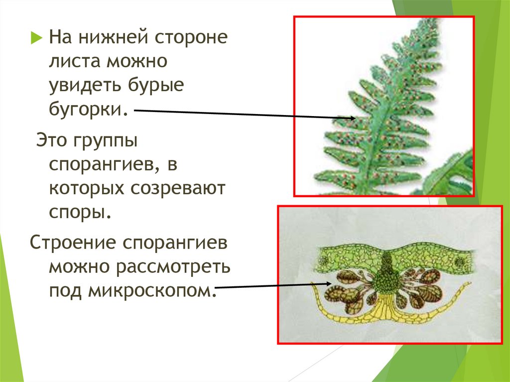 Папоротники хвощи плауны. Подземный побег у папоротников и хвощей. Папоротники хвощи плауны строение. Образование спор плауны хвощи папоротники.