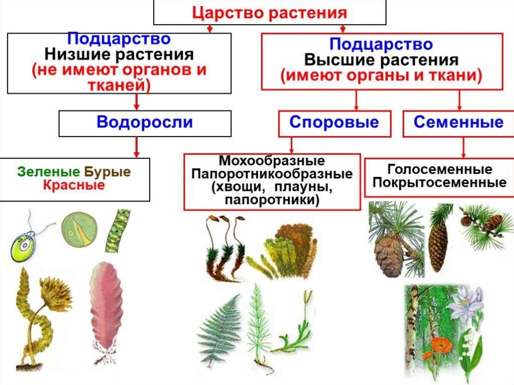 Хвощи и плауны презентация 7 класс