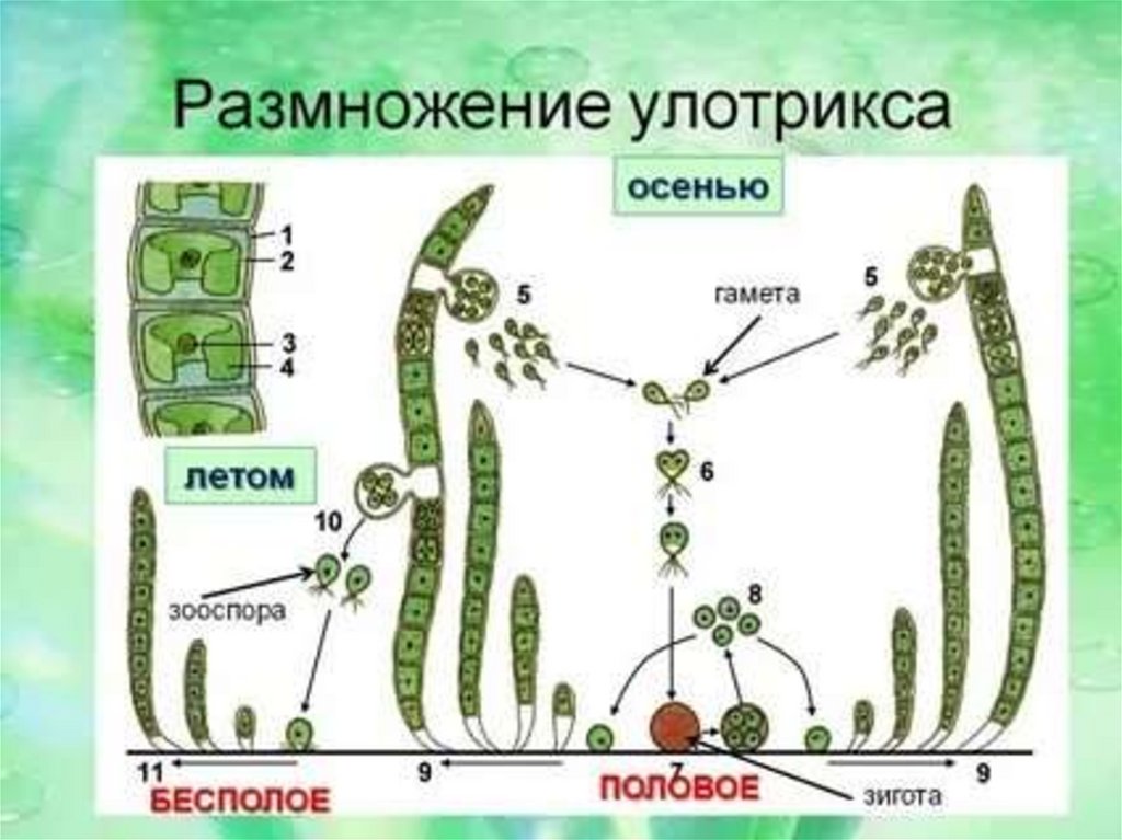 Стадии жизненного цикла зеленых водорослей. Размножение водорослей улотрикс. Улотрикс цикл размножения. Бесполое размножение улотрикса. Цикл размножения улотрикса ЕГЭ.