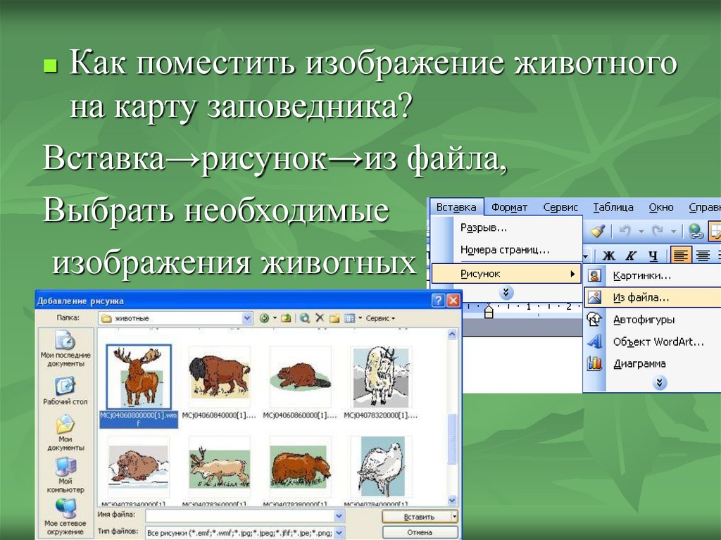 Где поместить изображение. Помещено изображение. Как поместить. Вставка рисунка из файла. Как уместить картинки в презентации.