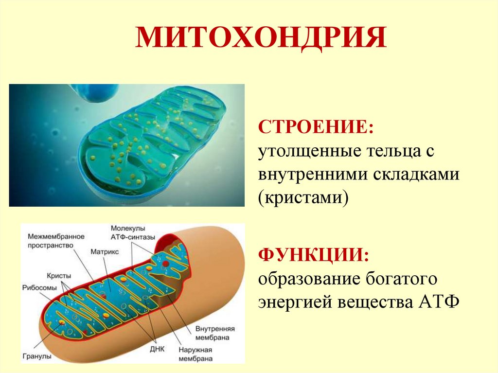 5 строение митохондрий. Строение Крист митохондрий. 1) Митохондрия. Митохондрии строение и функции. Функции наружной мембраны митохондрий.