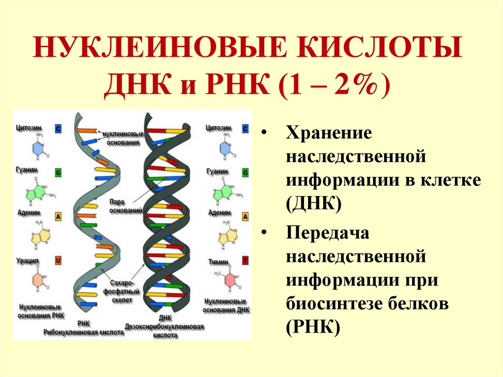 Днк состоит из белка. Нуклеиновые кислоты ДНК И РНК. Строение нуклеиновых кислот ДНК И РНК. Структура ДНК И РНК. Химическое строение нуклеиновых кислот ДНК И РНК.