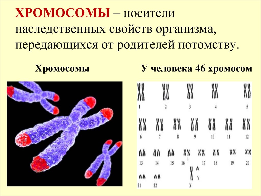 Наследственный материал хромосомы. Хромосомы носители наследственной информации. Хромосомы носители наследственной у человека в полный клетках. Строение y хромосомы. Строение клетки хромосомы.