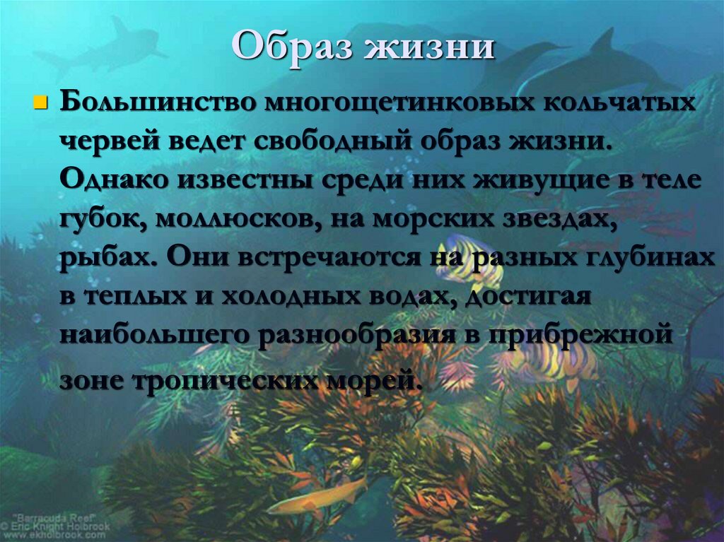 Образ жизни