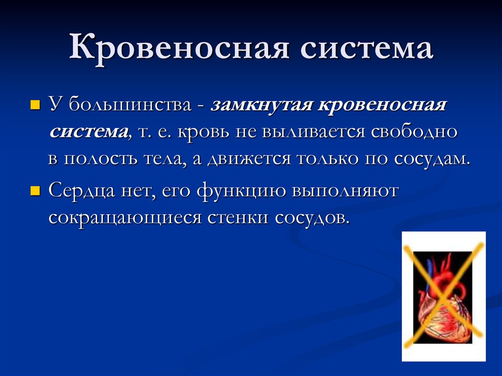 Кровеносная система