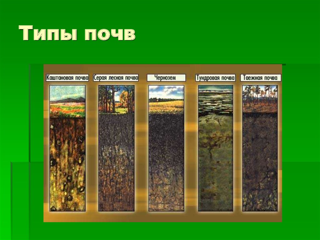 Перечислить почвы с севера на юг. Основные типы почв России 8 класс география. Главные типы почв России 6 класс. Почвы России 4 класс окружающий мир типы. Типы почв на равнинах в России.