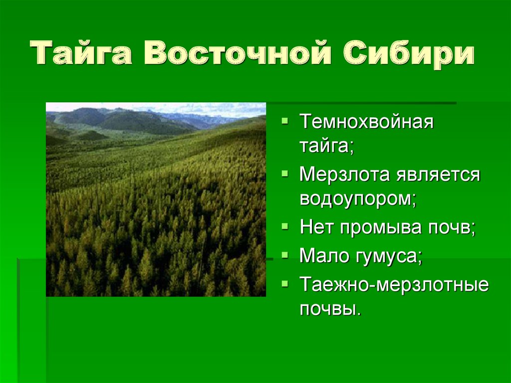 Почвы зоны хвойных лесов. Тайга Восточной Сибири типы почв. Почвы Восточной Сибири 8 класс. Восточно Сибирская Тайга растительность. Почвы растительный мир Северо Восточной Сибири.
