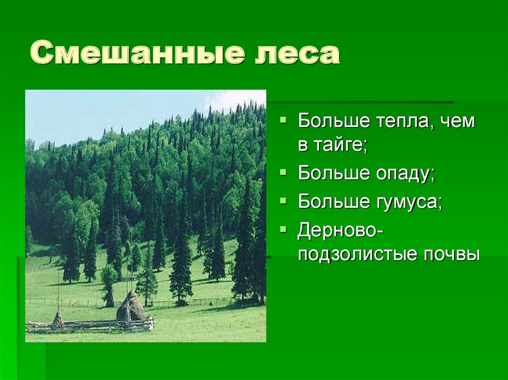 Почвы зоны смешанных лесов в россии. Почва смешанного леса. Типы почв смешанных лесов. Типы лесов в России. Смешанные леса гумус.