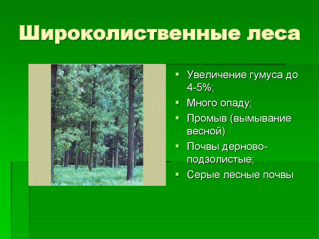 Смешанный лес факторы. Широколиственные леса зоны в России. Почвы России почвы широколиственных лесов. Широколиственные леса Тип почвы. Смешанные и широколиственные леса почва в России.