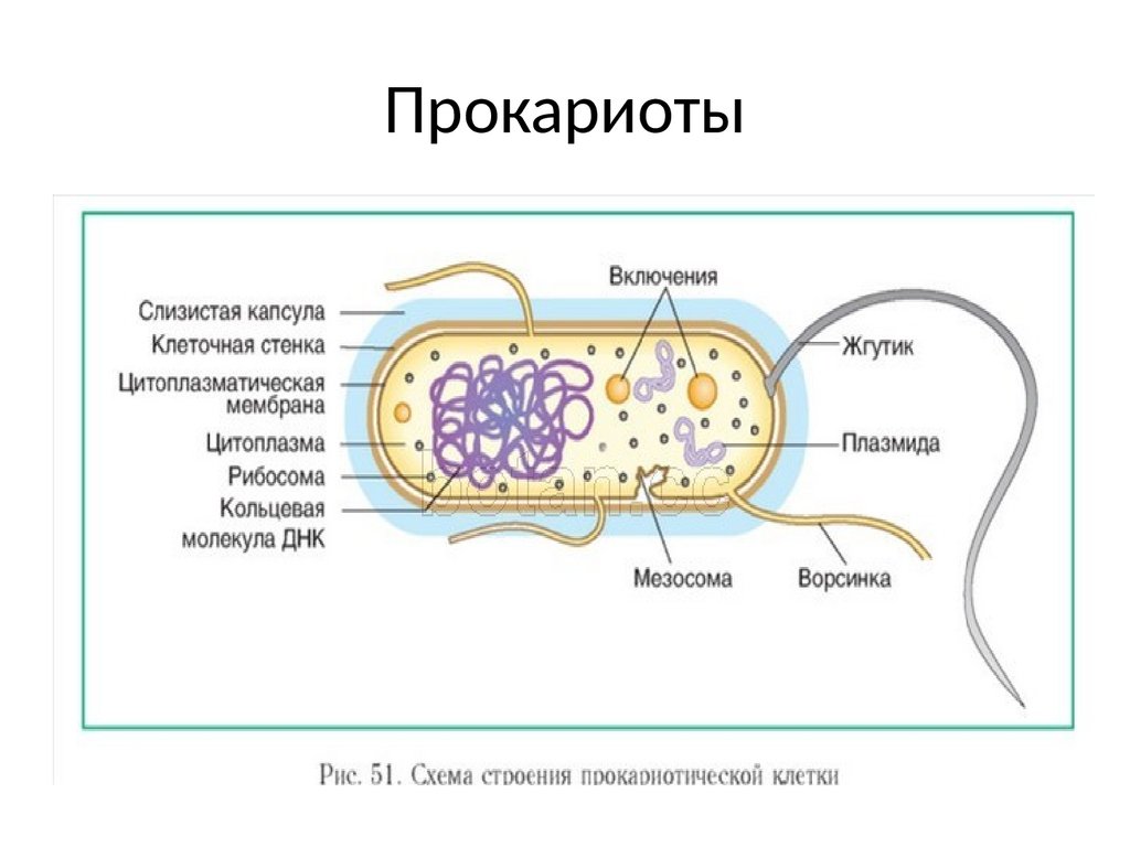 Примеры прокариотов