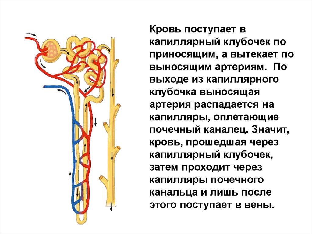 Капсулы нефронов находятся в мозговом. Кровоснабжение нефрона схема. Схема строения и кровоснабжения нефрона. Строение нефрона 8 класс. Строение и кровоснабжение нефрона.