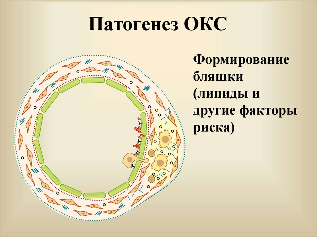 Окс патогенез