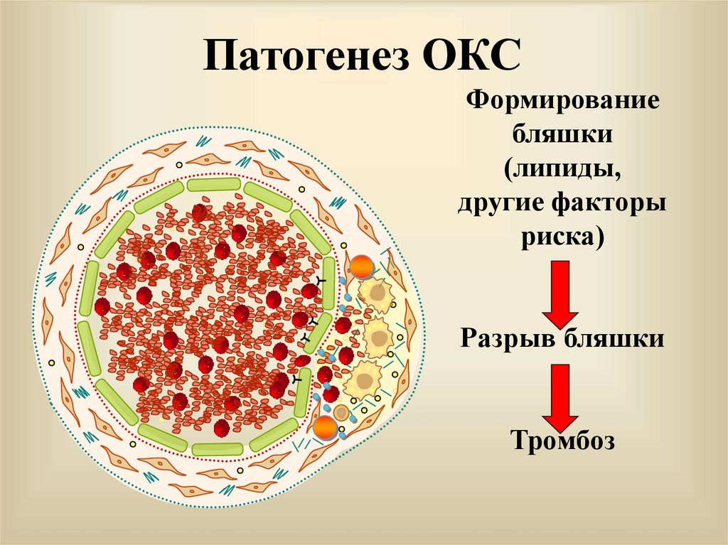 Окс патогенез