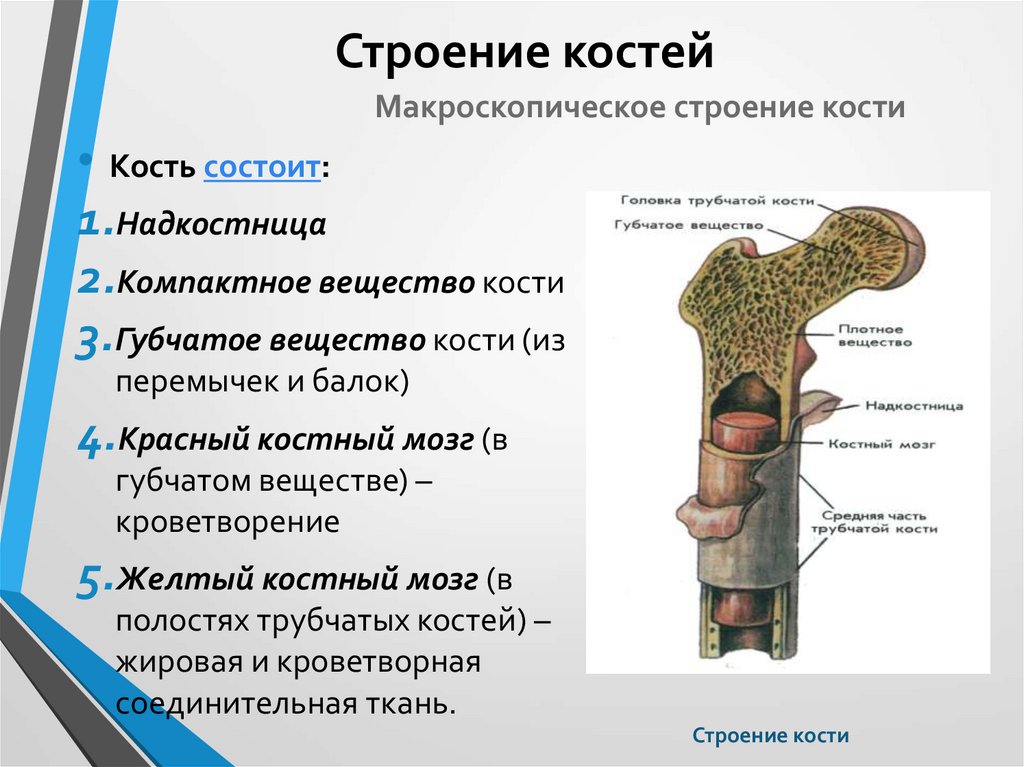 Картинка структура кости