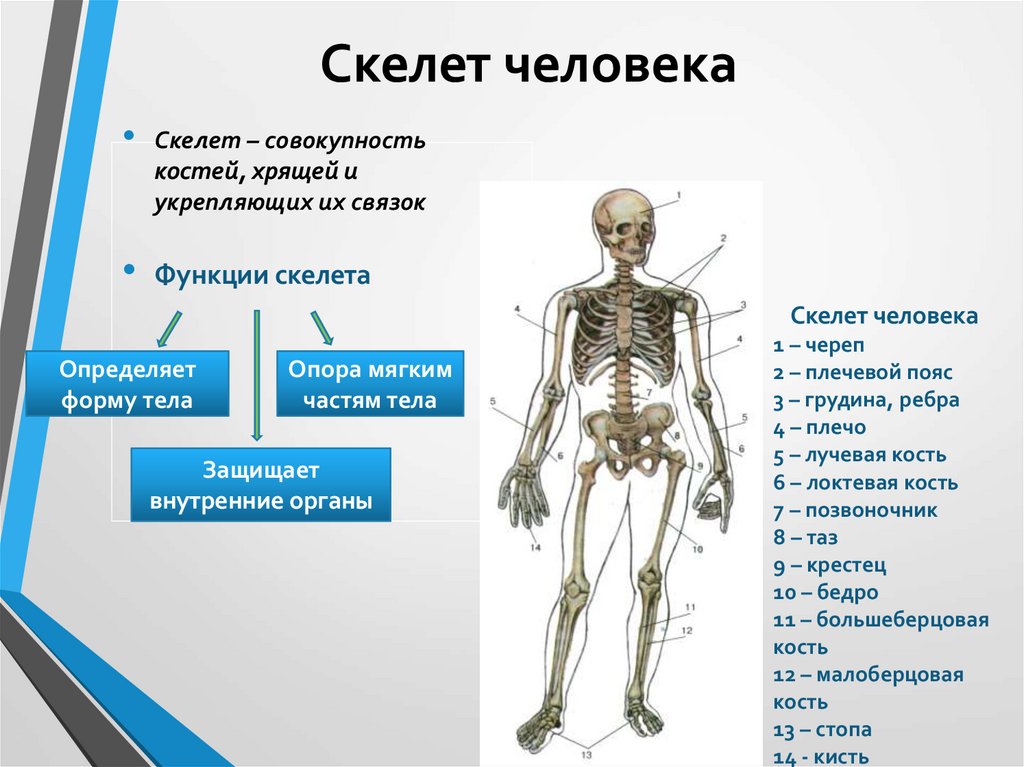 Возрастная анатомия человека