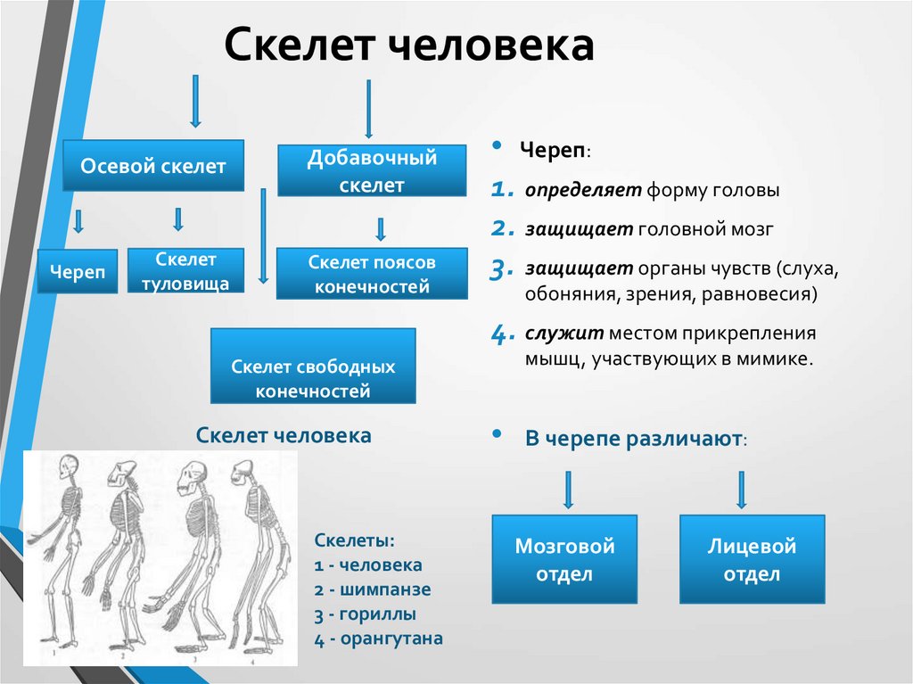 Возрастная анатомия лекция