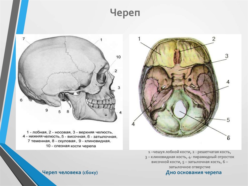 Тип соединения лобной и височной костей. Решетчатая пластинка клиновидной кости. Решетчатая кость черепа анатомия. Решетчатая кость основание черепа. Клиновидная и решетчатая кость.