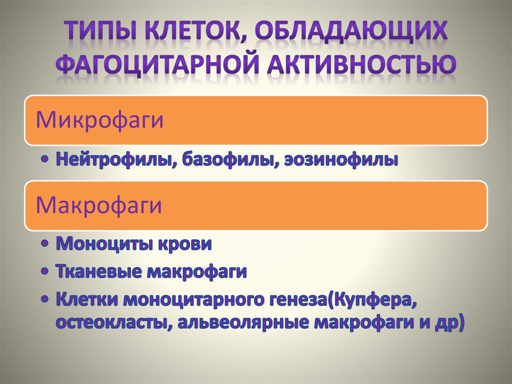 Типы клеток, обладающих фагоцитарной активностью