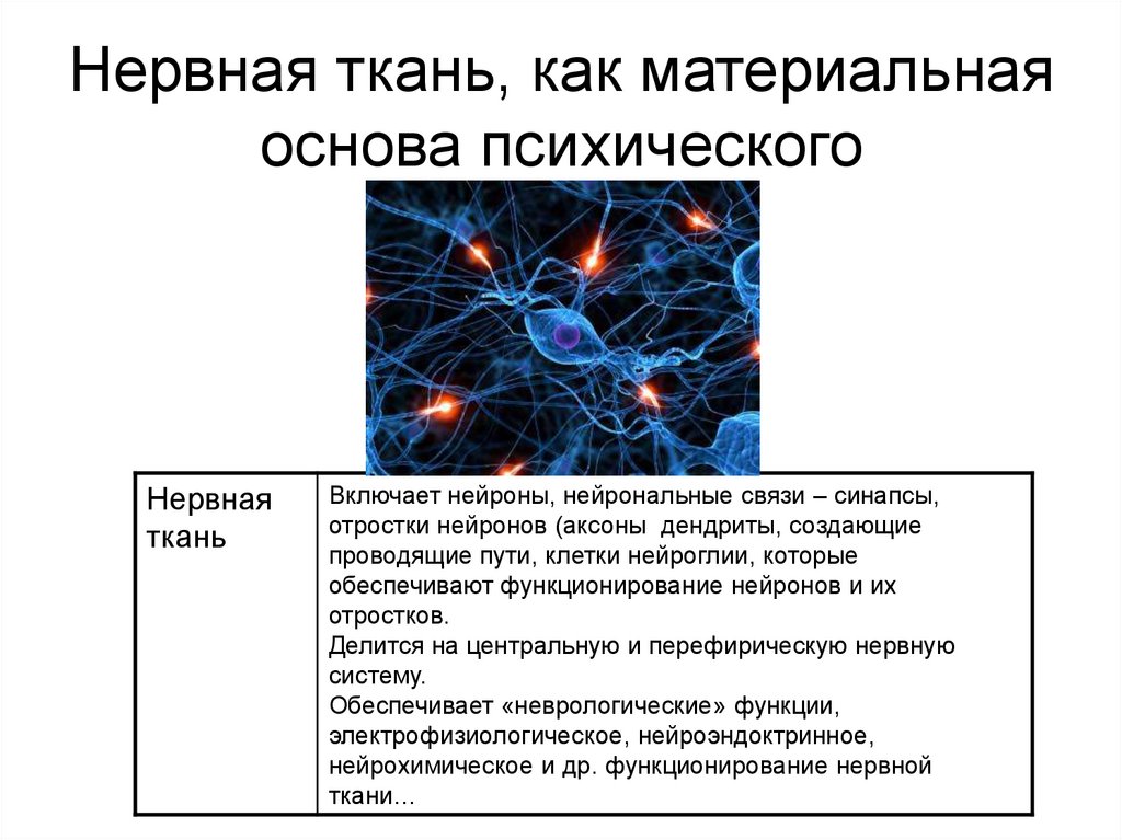 Нервная ткань, как материальная основа психического