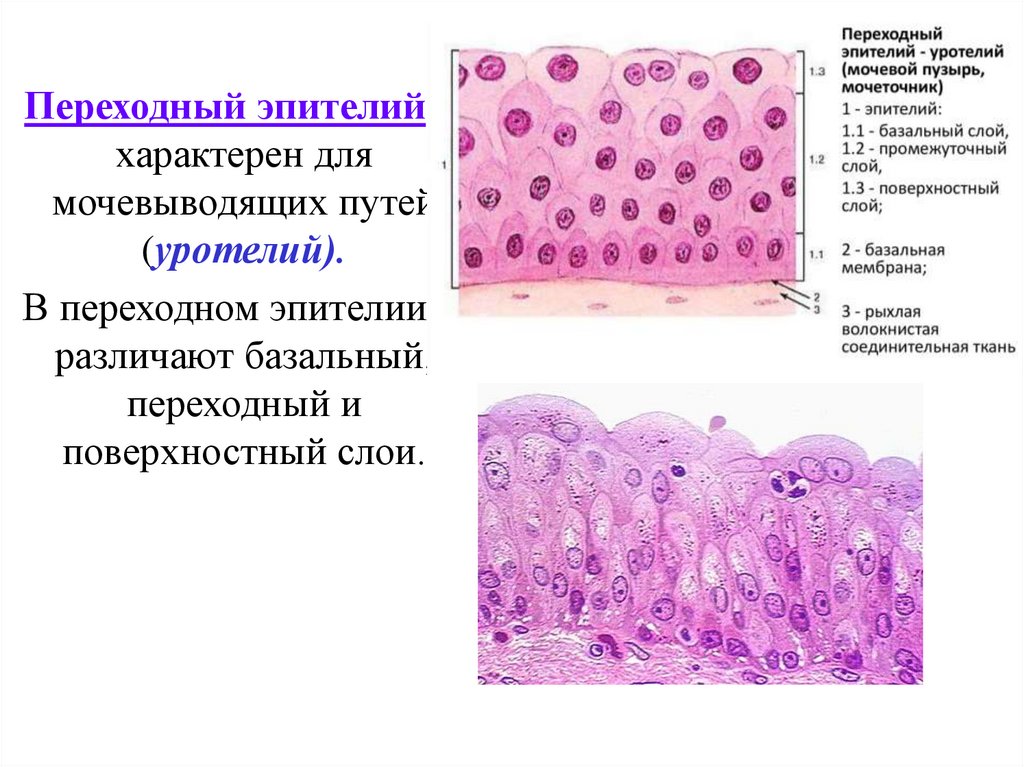 Пример эпителиальной ткани человека